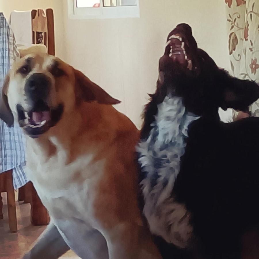 Bed & Breakfast Lobos Lliber